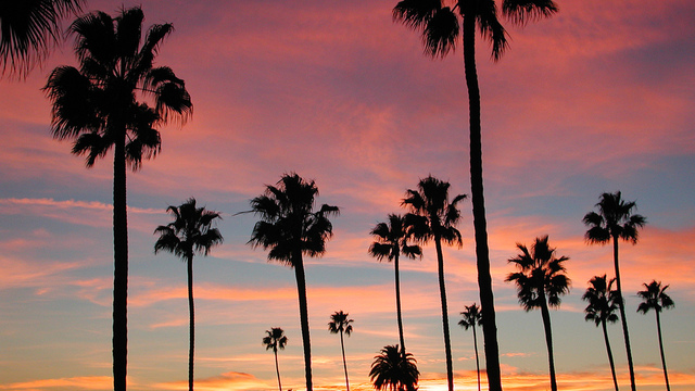 Palm Trees Tumblr Palm Trees Tumblr