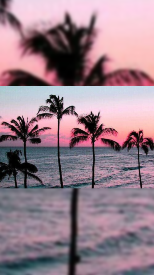 beach palm trees tumblr background